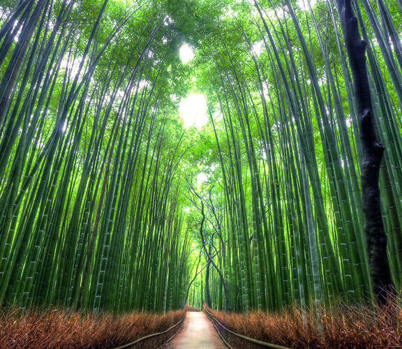 嵐山 // el bosque de bambú de Arashiyama